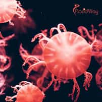 Stem Cell Therapy for Autoimmune Disorders in Mexico: A Comprehensive Guide